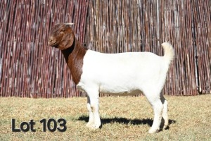 1X BOER GOAT PREGNANT STUD 4-122 DOE MCKAY BOERBOK STOET