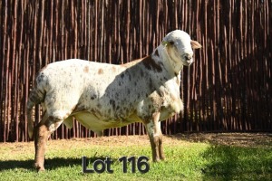 1X MEATMASTER RAM FGF BOERDERY