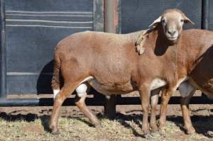 1X MEATMASTER RAM DOME AFRICA BOER GOAT STUD