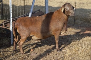 1X MEATMASTER RAM DOME AFRICA BOER GOAT STUD