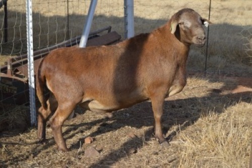 1X MEATMASTER RAM DOME AFRICA BOER GOAT STUD