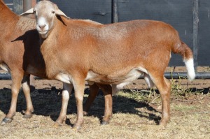 1X MEATMASTER RAM DOME AFRICA BOER GOAT STUD