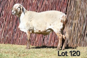 1X MEATMASTER RAM FGF BOERDERY