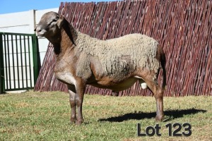 1X MEATMASTER RAM FGF BOERDERY