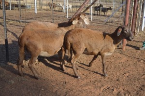 3X MEATMASTER EWE DOME AFRICA BOER GOAT STUD