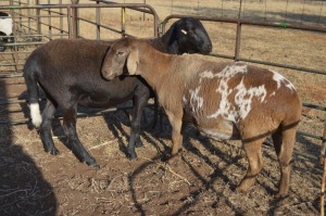 2X MEATMASTER EWE DOME AFRICA BOER GOAT STUD