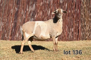 1X MEATMASTER EWE FGF BOERDERY