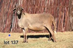 1+1X MEATMASTER EWE FGF BOERDERY