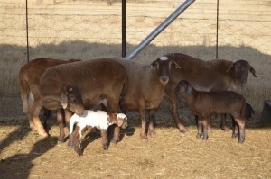 4+5X MEATMASTER EWE DOME AFRICA BOER GOAT STUD