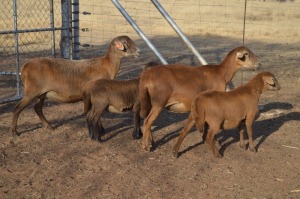 2+2X MEATMASTER EWE DOME AFRICA BOER GOAT STUD