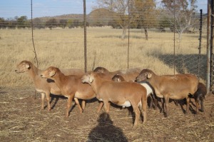 4+3X MEATMASTER EWE DOME AFRICA BOER GOAT STUD