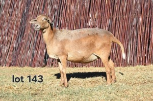 1X MEATMASTER EWE FGF BOERDERY