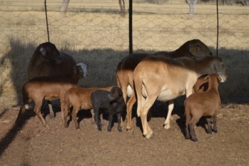 3+5X MEATMASTER EWE DOME AFRICA BOER GOAT STUD
