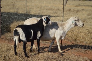 1+1X MEATMASTER EWE DOME AFRICA BOER GOAT STUD