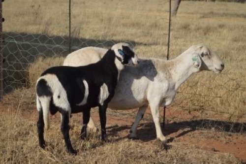 1+1X MEATMASTER EWE DOME AFRICA BOER GOAT STUD