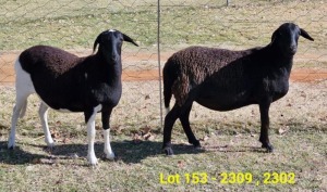 2X MEATMASTER PREGNANT EWE TUSSEN4