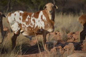 1X PERSIE RAM DOME AFRICA BOER GOAT STUD