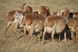 1X PERSIE EWE DOME AFRICA BOER GOAT STUD