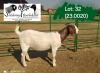 1X BOER GOAT PREGNANT STUD 4-085 DOE SOETDORINGS BOERBOKSTOET