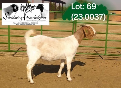 1X BOER GOAT FLOCK ON COLOR 4-434 DOE SOETDORINGS BOERBOKSTOET