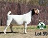 1X BOER GOAT PREGNANT FLOCK ON TEAT 4-398 DOE MCKAY BOERBOK STOET