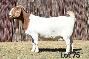 1X BOER GOAT PREGNANT STUD 4-094 DOE MCKAY BOERBOK STOET