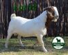 1X BOER GOAT FLOCK 4-391 BUCK MCKAY BOERBOK STUD 1517