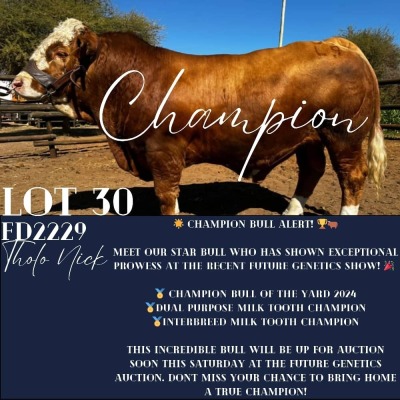 1X SIMMENTAL BULL THOLO HOLDINGS