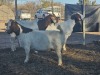 3X BOERGOAT DOE BARNYARD