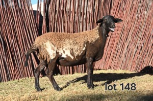 2X MEATMASTER EWE FGF BOERDERY