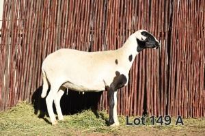 3X MEATMASTER EWE FGF BOERDERY