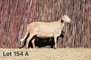 3+1X MEATMASTER EWE FGF BOERDERY