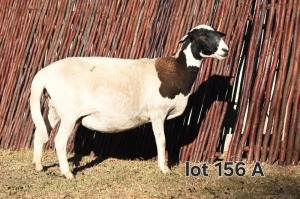 3+3X MEATMASTER EWE FGF BOERDERY