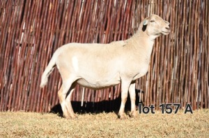 3+1X MEATMASTER EWE FGF BOERDERY