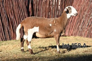 3X MEATMASTER EWE FGF BOERDERY