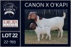 1+1X BOER GOAT STUD DOE KARSTEN BOERDERY PTY LTD