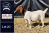 1X BOER GOAT PREGNANT FLOCK DOE BIETJIE BERG