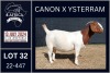 1X BOER GOAT PREGNANT STUD DOE KARSTEN BOERDERY PTY LTD