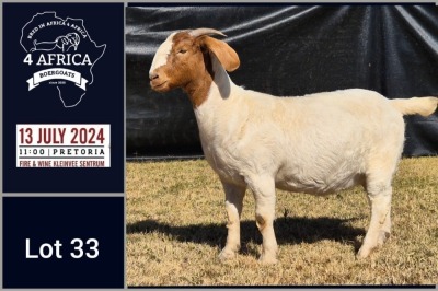 1X BOER GOAT PREGNANT STUD DOE BIETJIE BERG