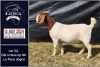 1X BOER GOAT PREGNANT STUD DOE BIETJIE BERG