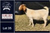 1X BOER GOAT PREGNANT STUD DOE BIETJIE BERG