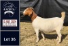 1X BOER GOAT PREGNANT STUD DOE BIETJIE BERG