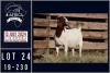 1X BOER GOAT STUD DOE MILAMIEK BOERGOATSTUD - 2