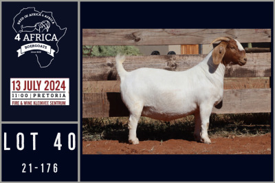 1X BOER GOAT FLOCK DOE MILAMIEK BOERGOATSTUD