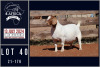 1X BOER GOAT FLOCK DOE MILAMIEK BOERGOATSTUD - 2