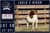 1X BOER GOAT STUD DOE MILAMIEK BOERGOATSTUD