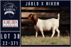 1X BOER GOAT STUD DOE MILAMIEK BOERGOATSTUD - 2