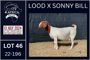 1+2X BOER GOAT FLOCK DOE KARSTEN BOERDERY PTY LTD