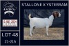 1+2X BOER GOAT STUD DOE KARSTEN BOERDERY PTY LTD