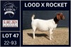 1X BOER GOAT PREGNANT STUD DOE KARSTEN BOERDERY PTY LTD